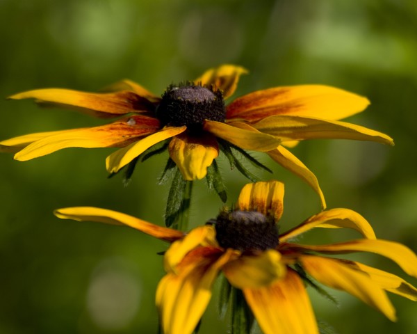 Black-eyed Susan-2