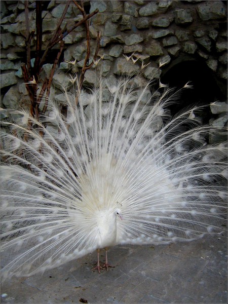 the white peacock