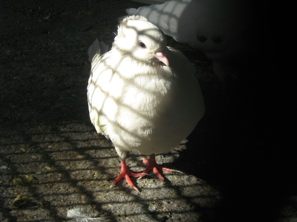 pigeons