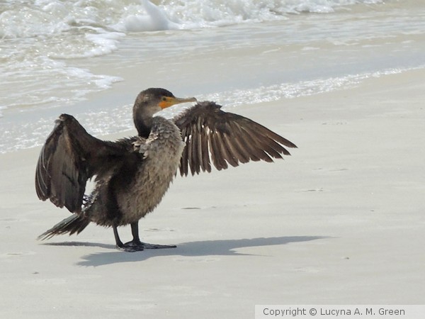 Conducktor