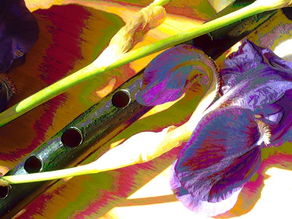 The iris of Krishna