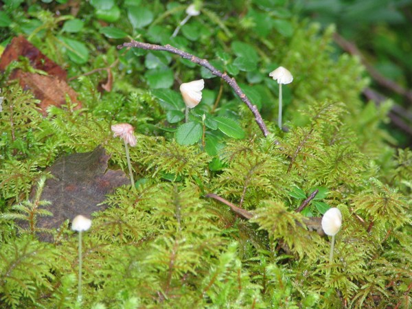 moss and shroomies