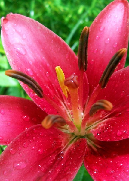 Lily. Photo.
