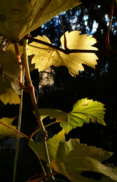 autumn