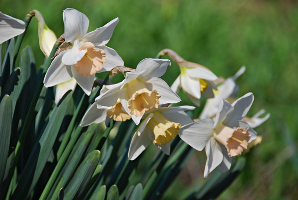 Daffodils