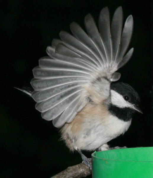 Chickadee
