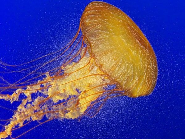 Jelly Fish in Plastic Wrap 