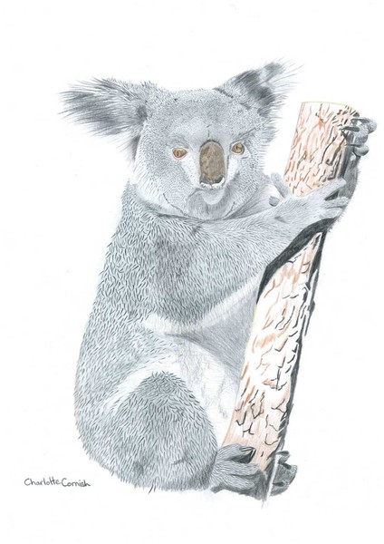 Koala