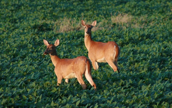 A-Doe-Able