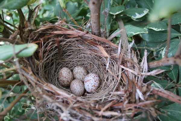 The Nest