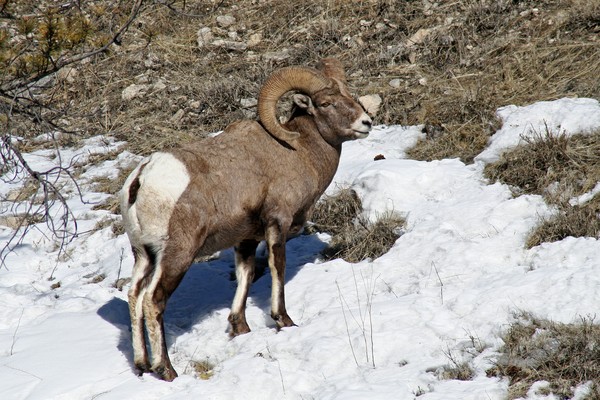 bighorns at big sky 1