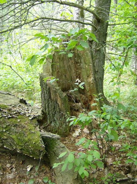 tree stomp
