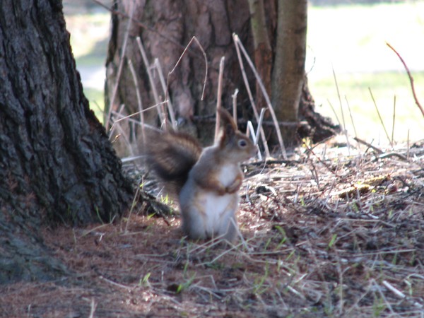 Naturephotos2008-ANIMALS