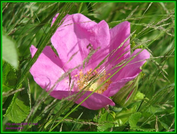 Summerjoys