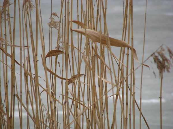 SERIES ..WIND