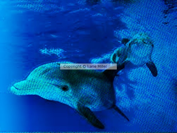 dolphens 2