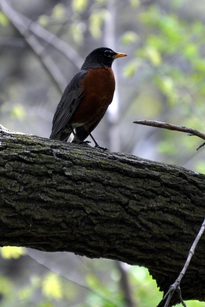Robin