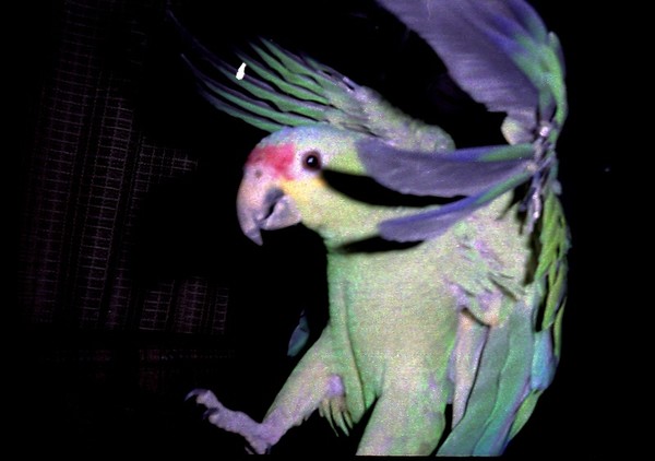 In flight