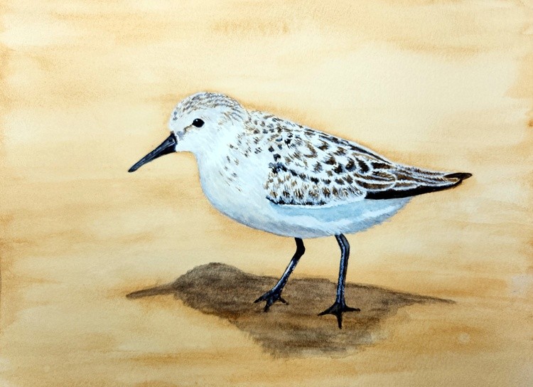 Sandpiper watercolor
