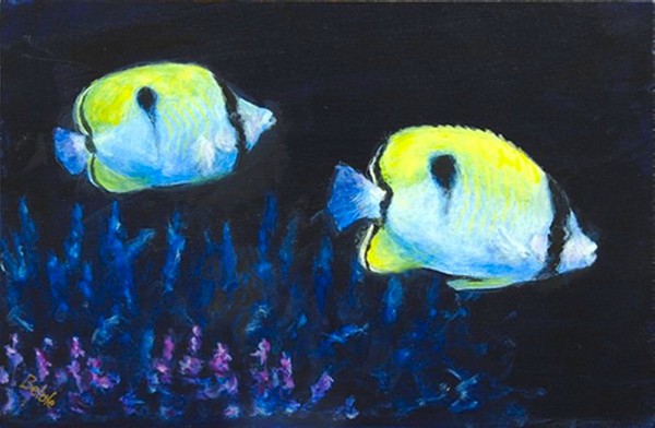 Teardrop butterfly fish