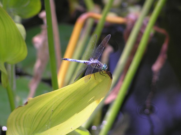 Dragonfly
