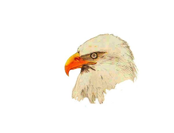 american spirit