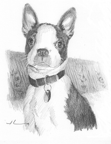 wp-lg boston terrier drawing