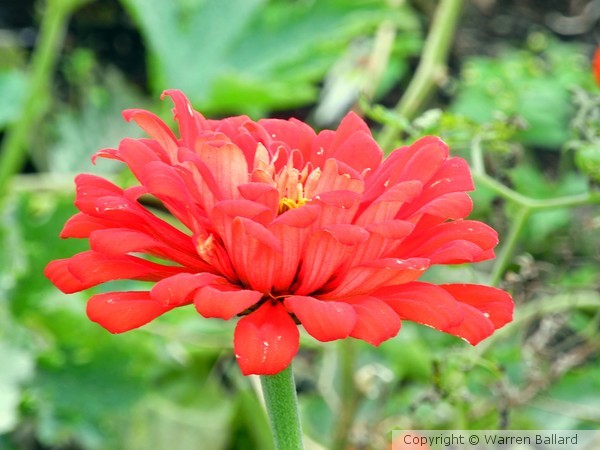 Red Blossom 10/7/2012
