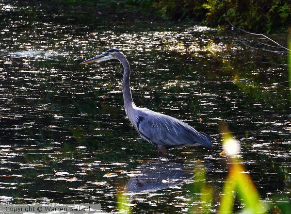 Great Blue Heron 9/15/2013