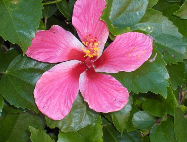 bermuda beauty