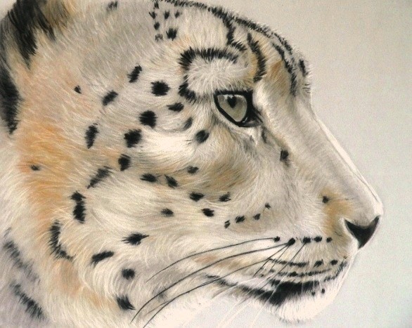 Snow Leopard