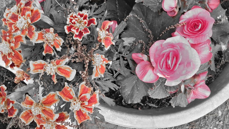 Last Days of Color