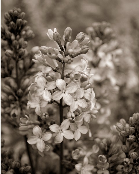 Lilac in Sepia