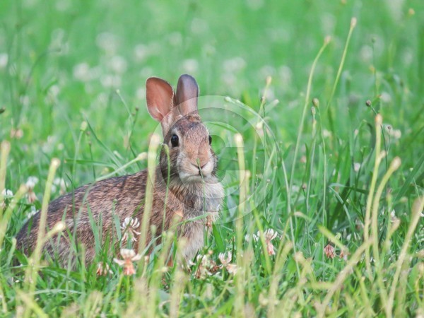 Rabbit in a field