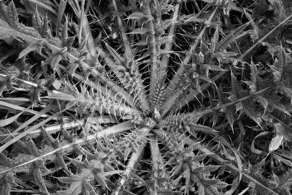Prickly Perfection