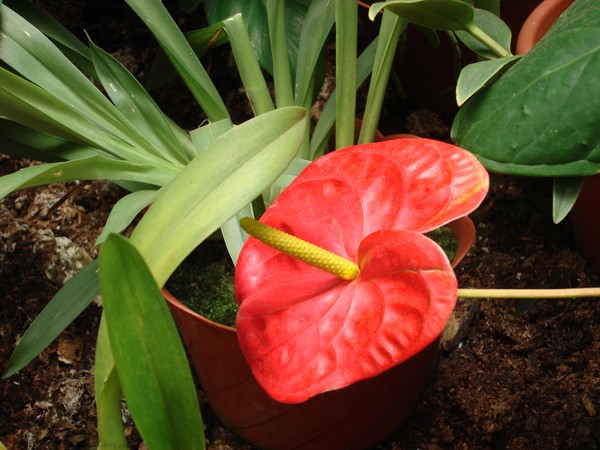 Red and green 1