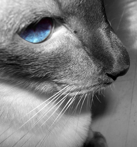 Blue eyes