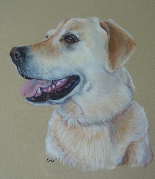 Labrador