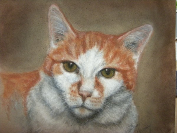 cat
