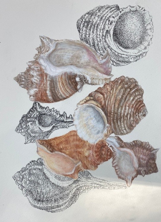 Sea Treasures