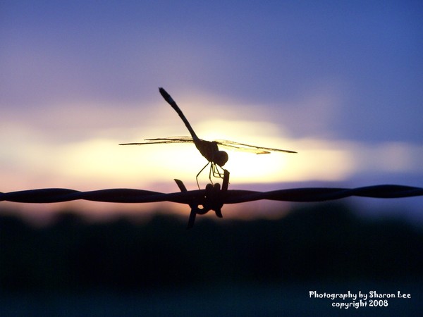 Dragon Fly