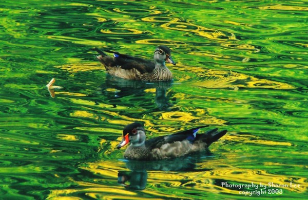 Dale Hollow Ducks
