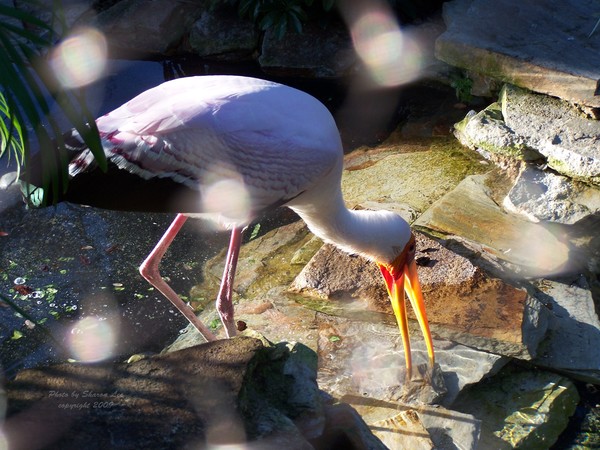 Beautiful Bird at SeaWorld
