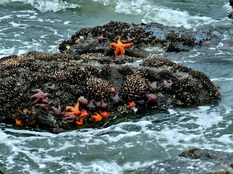 Sea stars by the jetty 