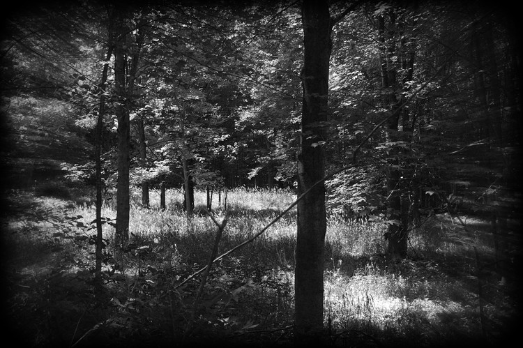 Hunting...