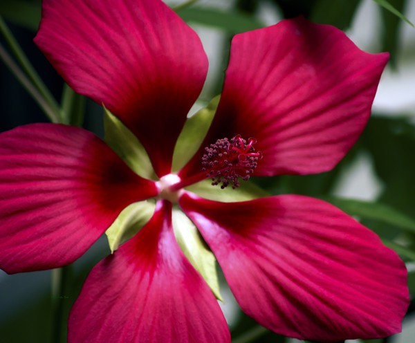 Star of Texas III