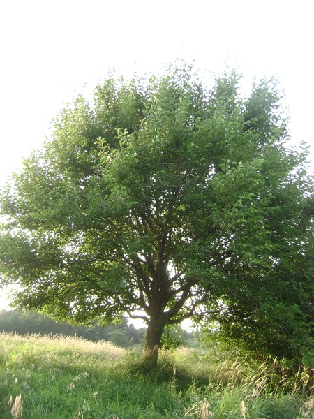 A Tree
