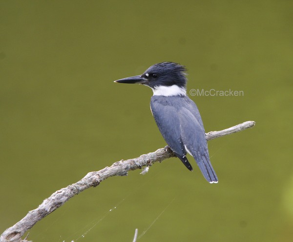 KingFisher