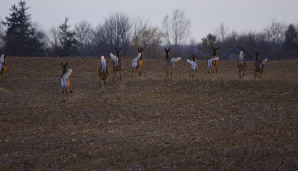 Deer butts on the Move!