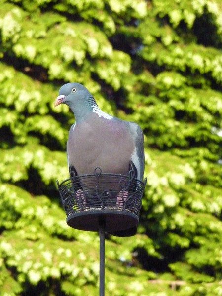 Pigeon